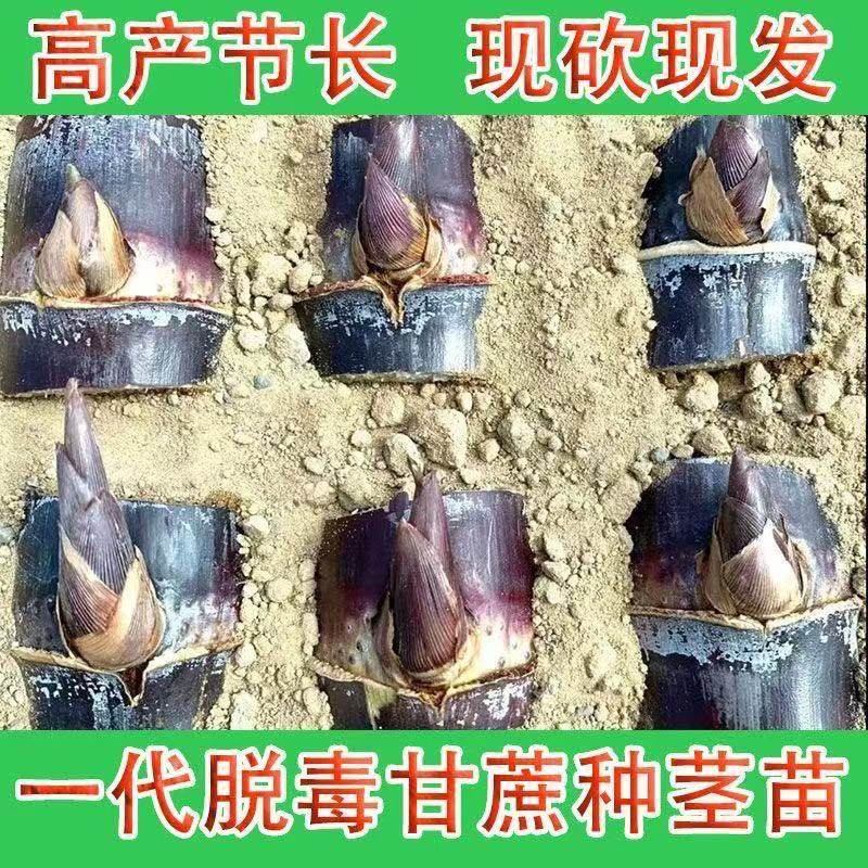 广西黄皮甘蔗苗种南北可种黄金鲜水果甘蔗种苗脆甜多汁秧苗