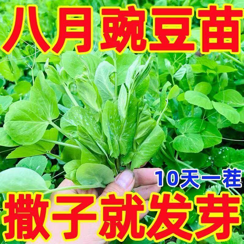 甜豌豆尖四季播种植芽苗菜龙须豌豆荷兰豆蔬菜种孑豌豆苗