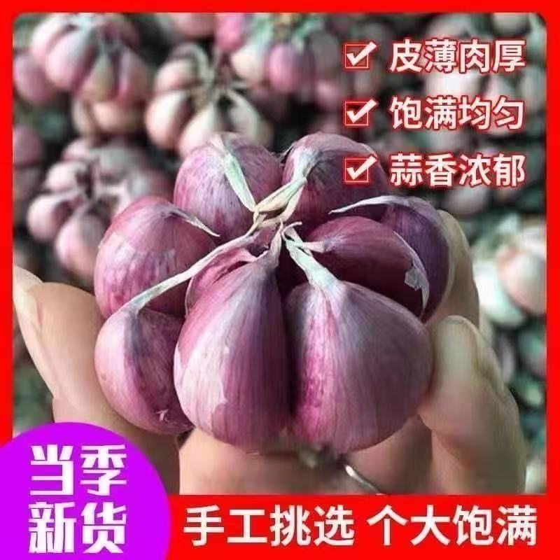 2025年云南新鲜紫皮蒜新晒干大蒜5斤多瓣香蒜红皮种子香辣