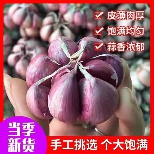 2025年云南新鲜紫皮蒜新晒干大蒜5斤多瓣香蒜红皮种子香辣
