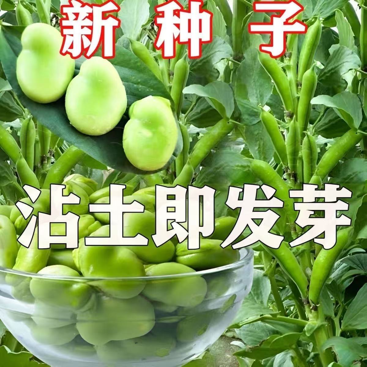 蔬菜种子批发耐寒早熟糯米蚕豆种子高产特大罗汉豆春秋播种胡豆种
