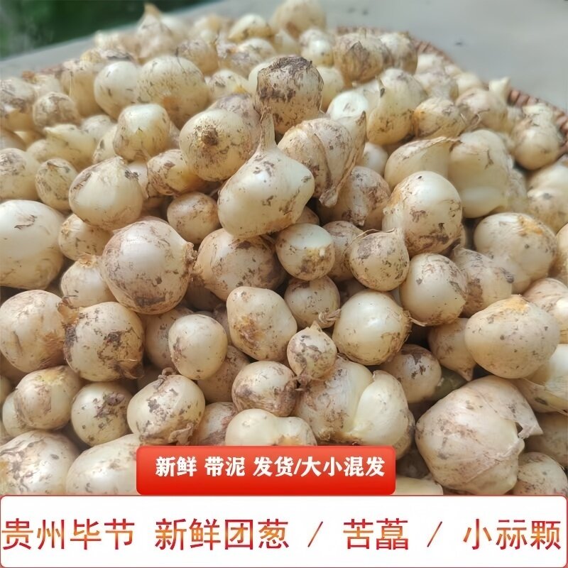 新鲜小蒜野生苦藠头苦芥小根蒜团葱薤白苦茭团蒜圆蒜四川洋蒜