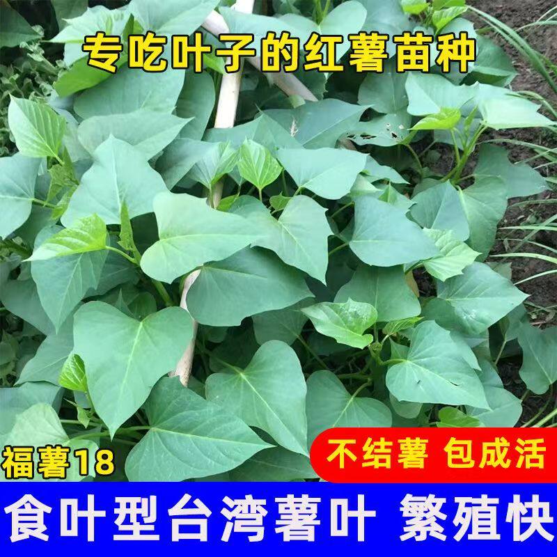蔬菜盆栽红薯叶苗专吃叶的种苗食叶型番薯叶苗秧地瓜苗苕尖种子植