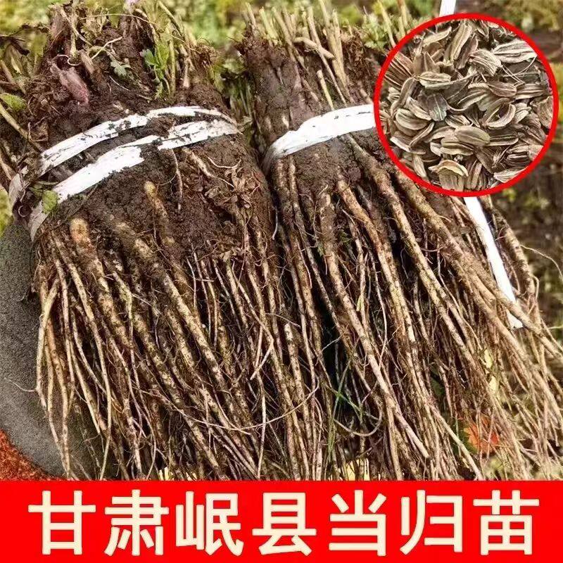 岷县当归苗党参苗黄芪苗带土新鲜种苗甘肃产地直发可盆栽地栽包邮