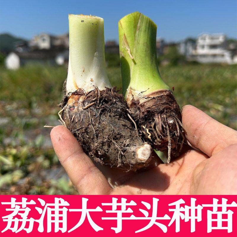 正宗广西荔浦大芋头种苗种植苗槟榔紫藤香芋蔬菜种苗育苗子仔图片