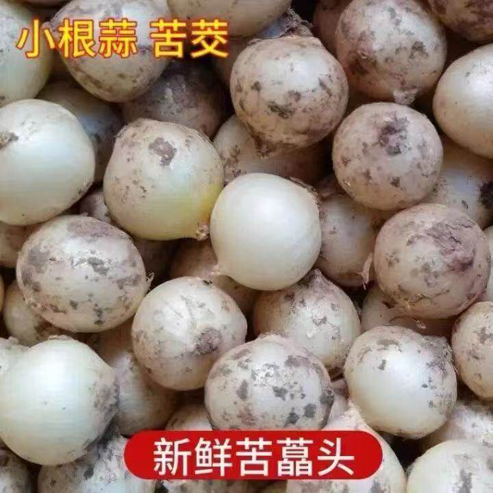 野生四川苦藠新鲜团葱小根蒜苦芥小蒜头茭头薤白八斤包邮苦