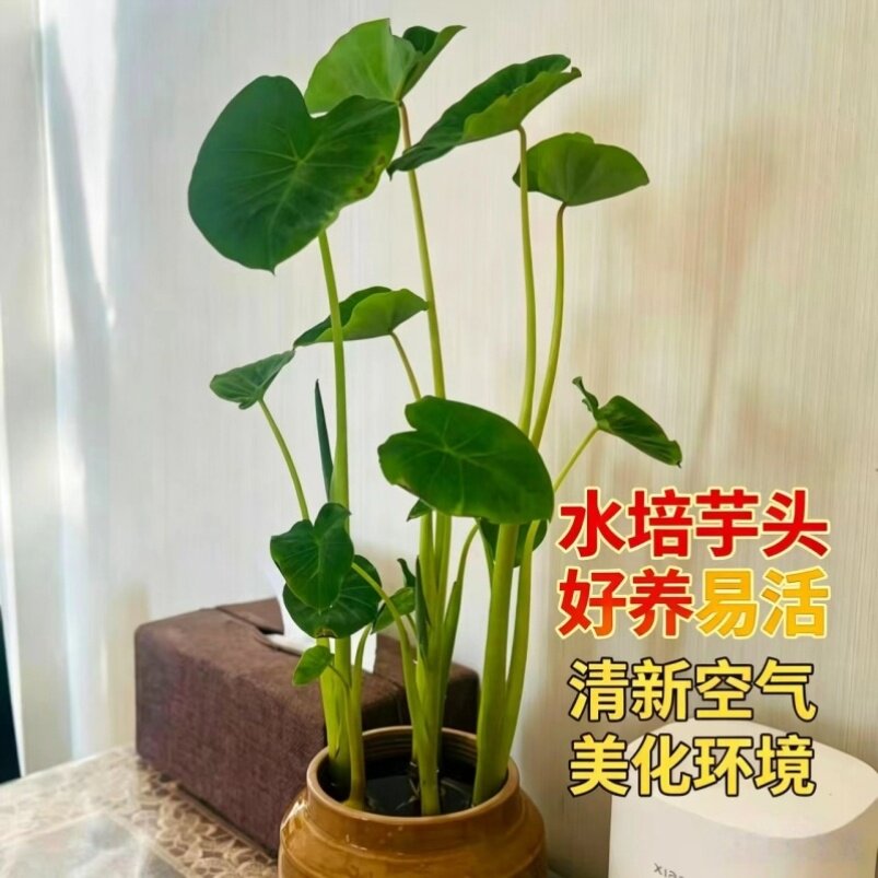 水培发芽芋头阳台观赏盆栽水培植物生长观察幼儿园学校专用绿植