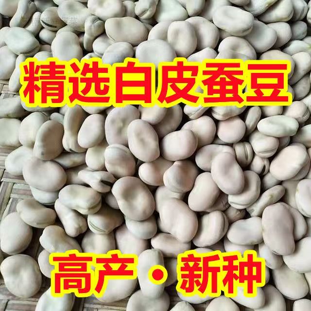精选白皮干蚕豆新货农家生蚕豆种子大粒新鲜罗汉豆胡豆可发芽老种