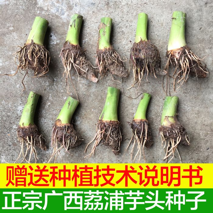 正宗广西荔浦大芋头种苗种植苗槟榔紫藤香芋蔬菜种苗育苗子仔图片