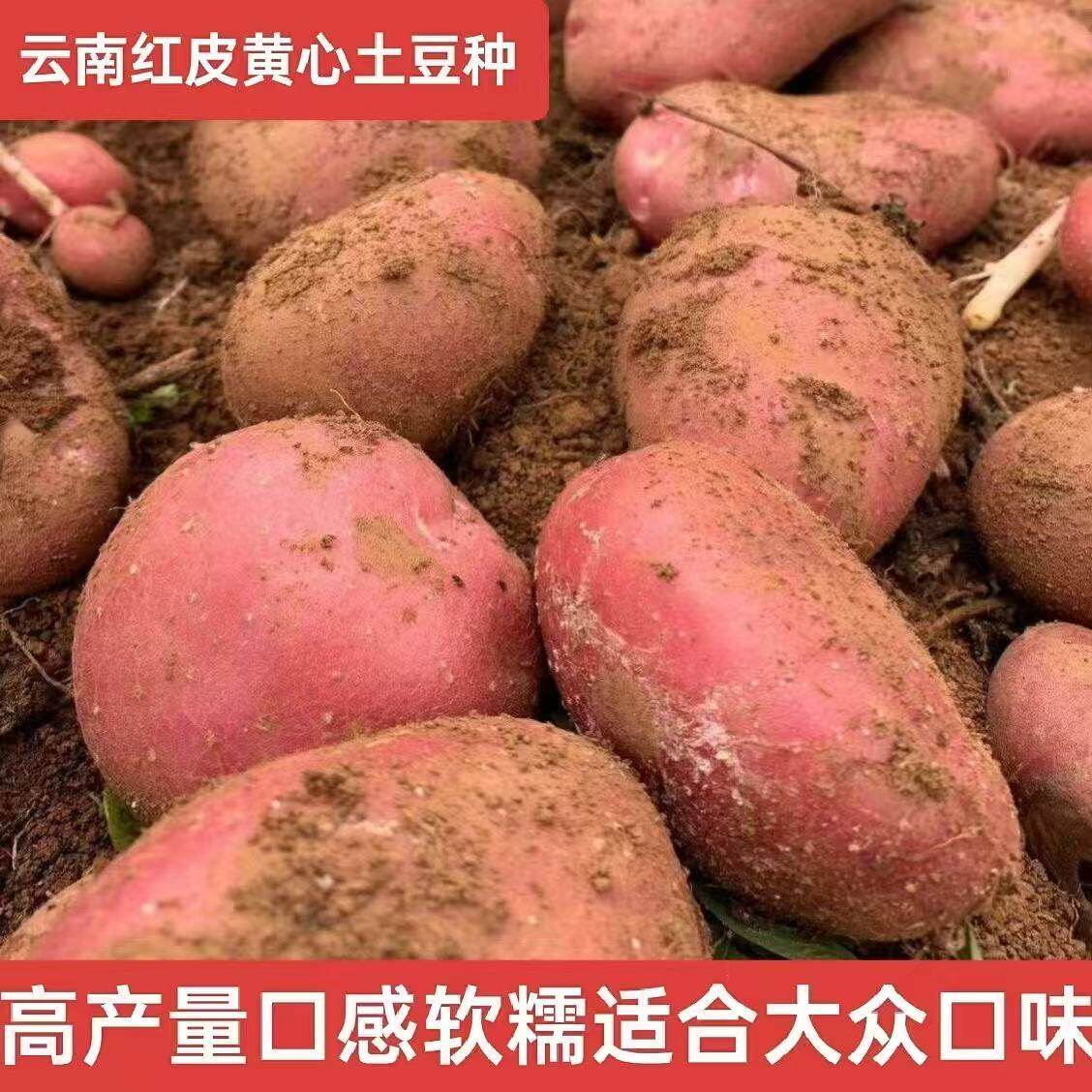 黄皮黄心红皮黄心秋土豆原种包邮老品种土豆种子发芽带芽发货