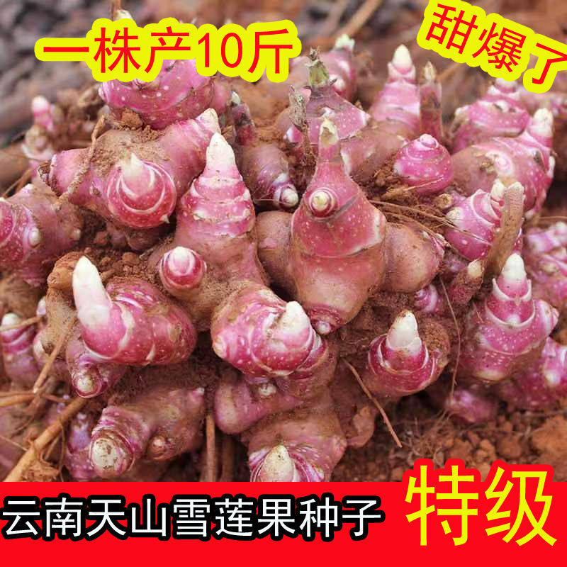 正宗天山雪莲果种子高产雪莲果种苗优质种籽仔种秧种球新鲜红心甜