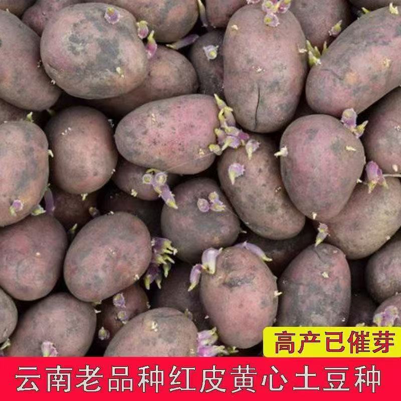 农家自种高产生红皮洋芋土豆种子马铃薯农家自种高产生红皮洋芋土