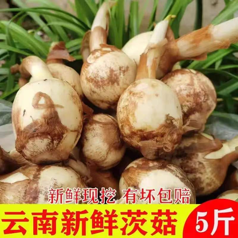 云南大理现挖新鲜慈姑火锅蔬菜