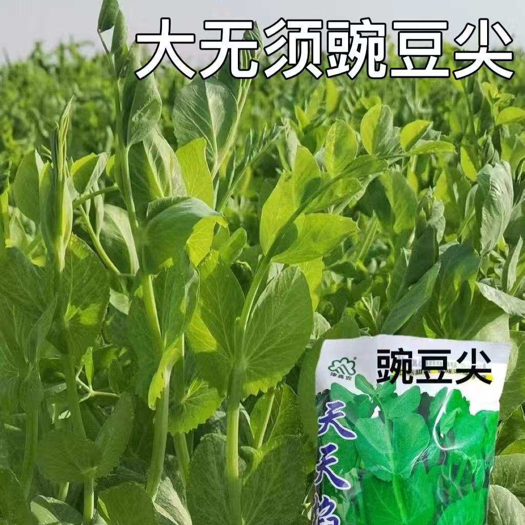 秋冬季蔬菜种子阳台盆栽芽苗菜豌豆尖四季易种无须豌豆苗