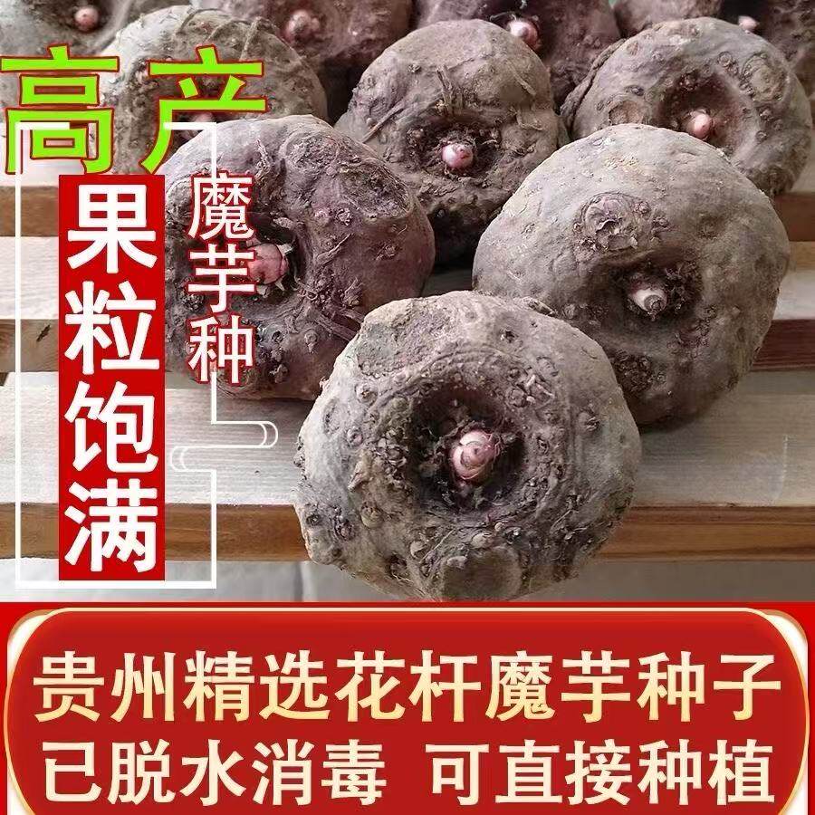 魔芋种球高产二代花魔芋种子云南基地直发脱水消毒高成活率魔芋