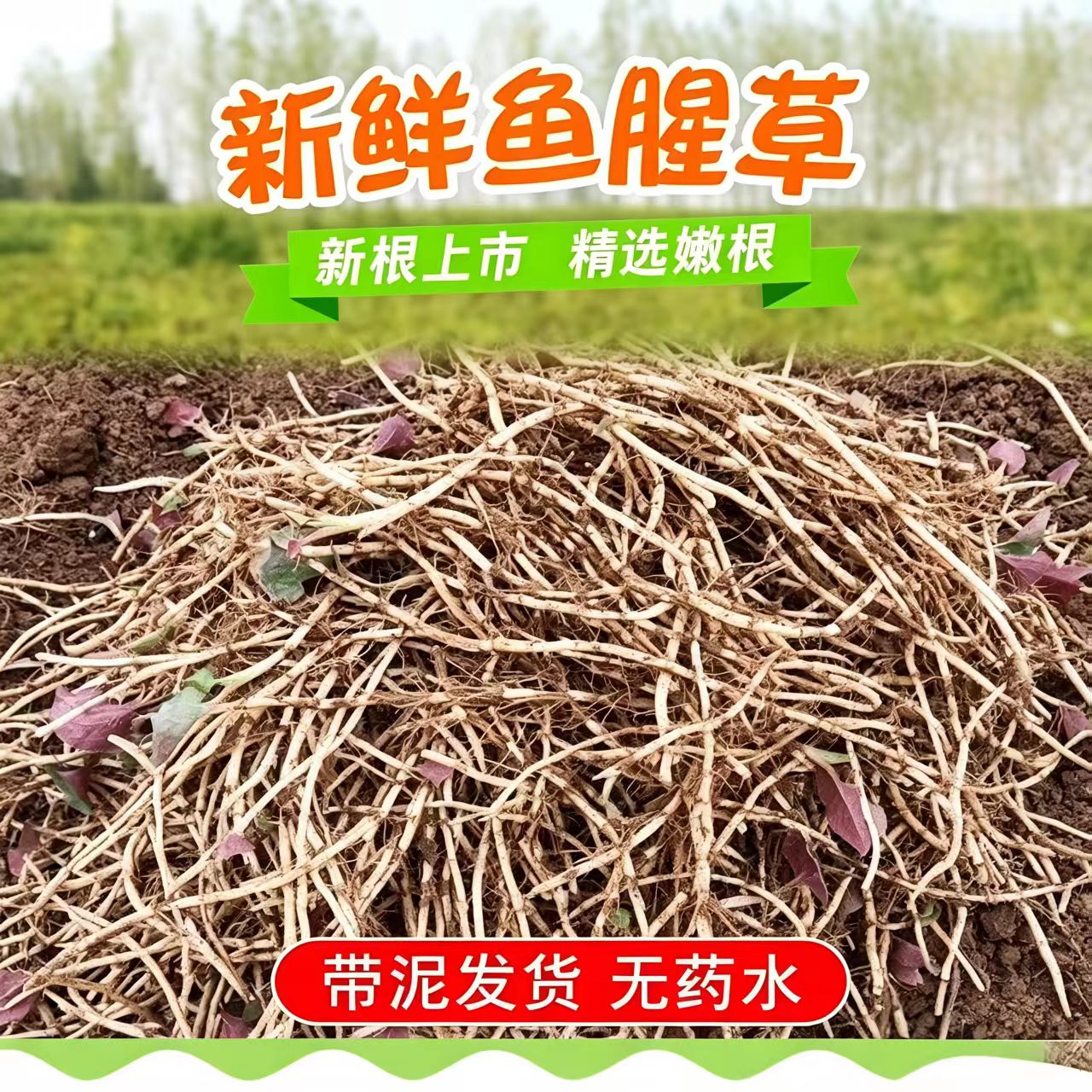 新鲜折耳根鱼腥草嫩根凉拌即食