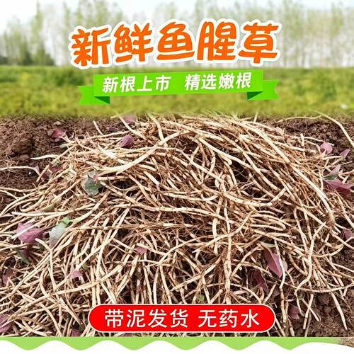 贵州带泥红叶折耳根鱼腥草新鲜正宗农家侧耳节节蔬菜现挖凉拌包邮