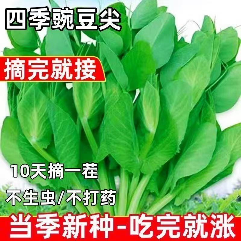 龙米四季蔬菜种子孑籽青豆麦寒雪毕麻累荷兰豆无须豌豆尖