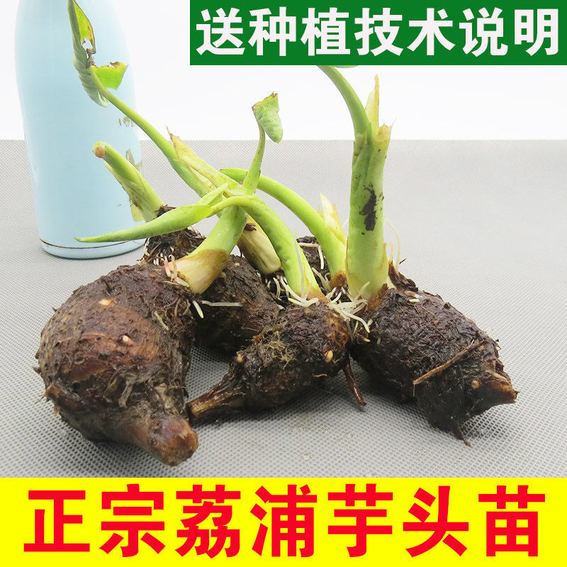广西荔浦芋头小芋艿新鲜正宗大香芋自种植栽培育子绿蔬菜苗物5斤图片