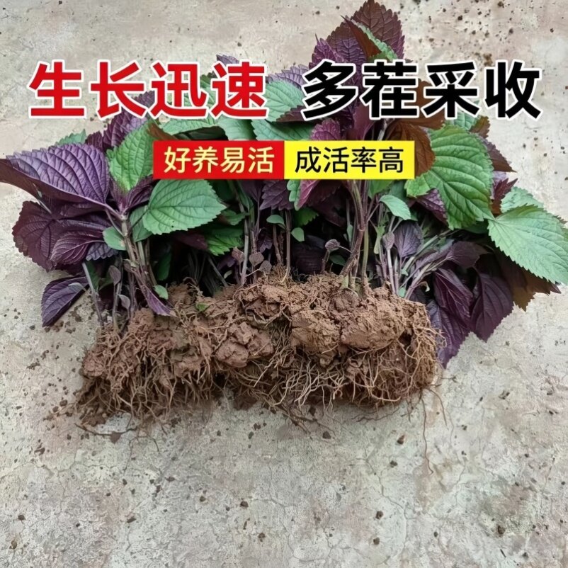 紫苏苗籽种子阳台盆栽四季种植可食用紫苏叶蔬菜秧苗中药绿植苗