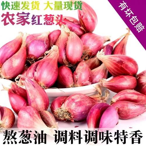 便宜实惠新鲜正宗四季农家红葱头可种可吃蔬菜种子