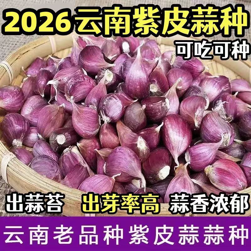 高产可留种蒜瓣饱满云南紫皮大蒜种可吃可种早出蒜苔红根蒜苗