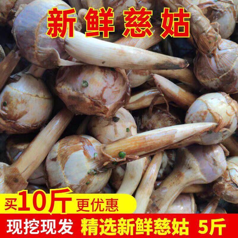 新鲜白茨菇现挖大果慈姑粉糯茨菇火锅蔬菜农家自种蔬菜包邮整箱