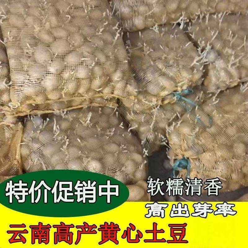 湖北恩施农家黄心土豆种子25年老品种洋芋马尔科马铃薯带芽包邮