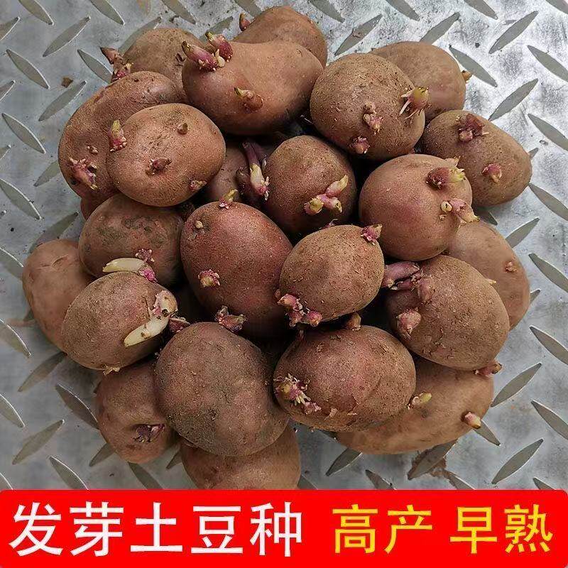 恩施农家黄心老品种土豆种子25年洋芋马尔科马铃薯种包邮带芽