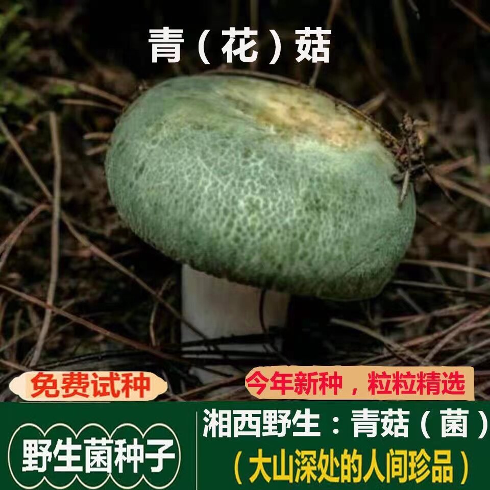 青头菌种绿胎菌菌种食用菌种植包阳台庭院四季盆景栽培青蝶花菌种