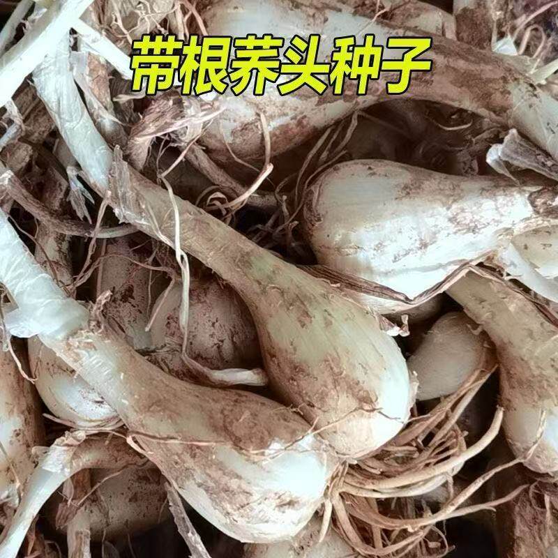 老品种藠头种子大个荞头江西茭头农家自种新鲜蔬菜现挖无叶教头