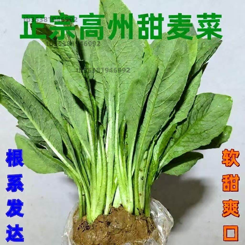 正宗广西博白甜麦菜秧苗易栽种阳台盆栽带泥发货新鲜现拔现发脆口
