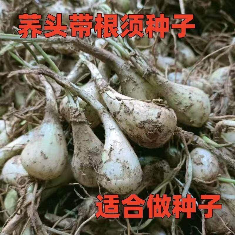 江西荞头现挖新鲜种植酸辣叫头农家腌制芥头茭头四季种苗种子藠