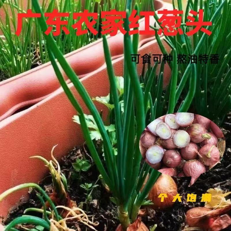 红葱头新鲜火小香葱子1斤10包邮广东农家现货可种做肠粉汁