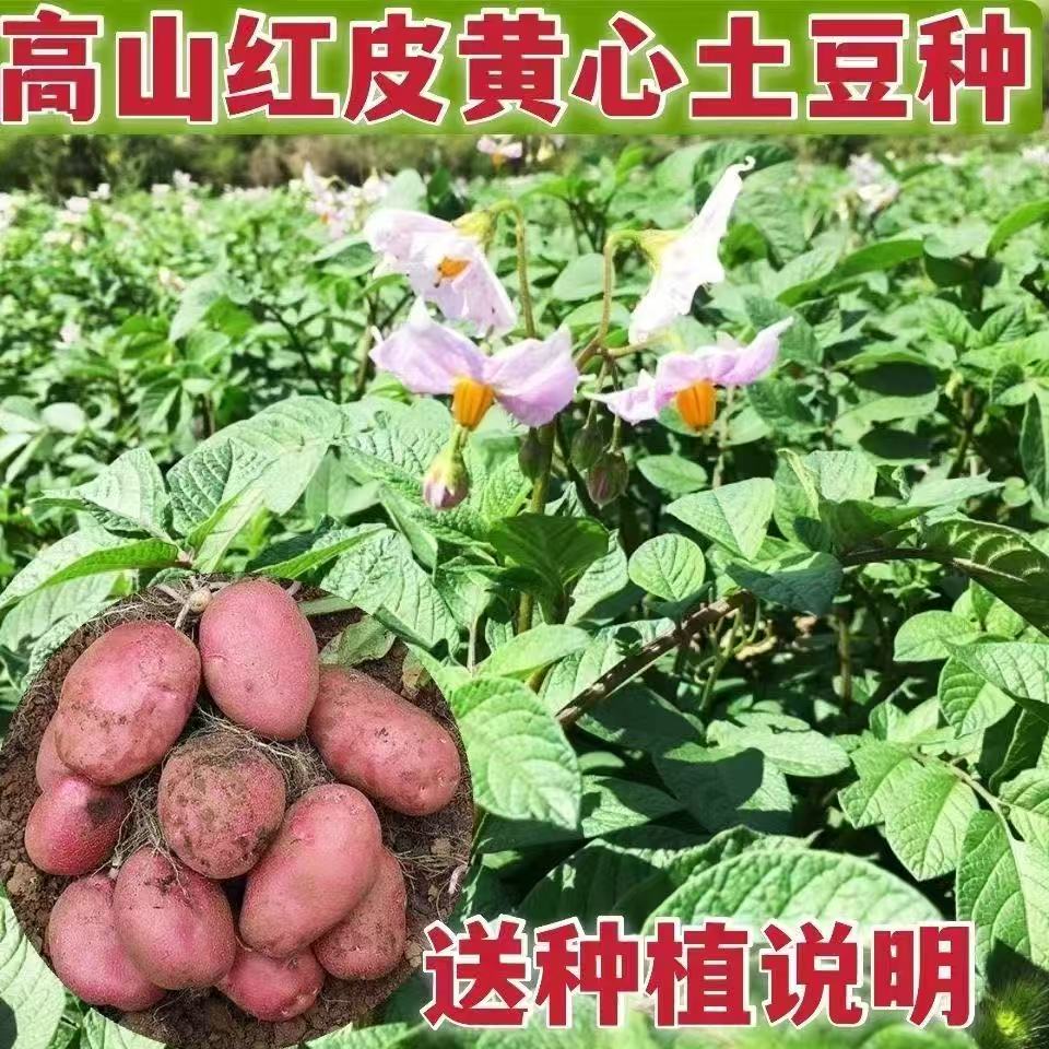 高产生红皮农家自种土豆种子马铃薯洋芋高产生红皮农家自种土豆种