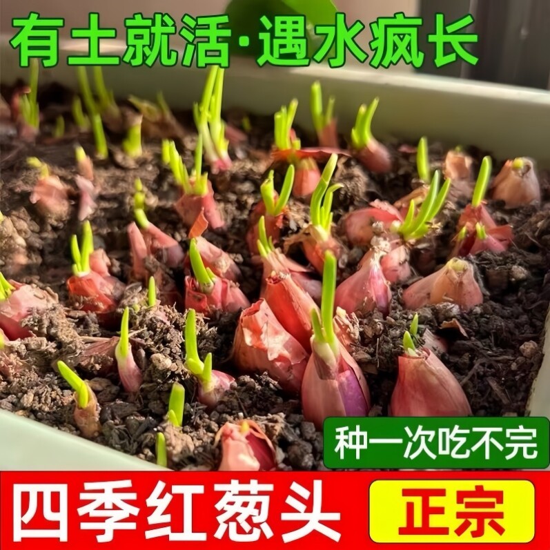 带芽四川四季小香葱种头红葱头种子阳台盆栽好养火葱头