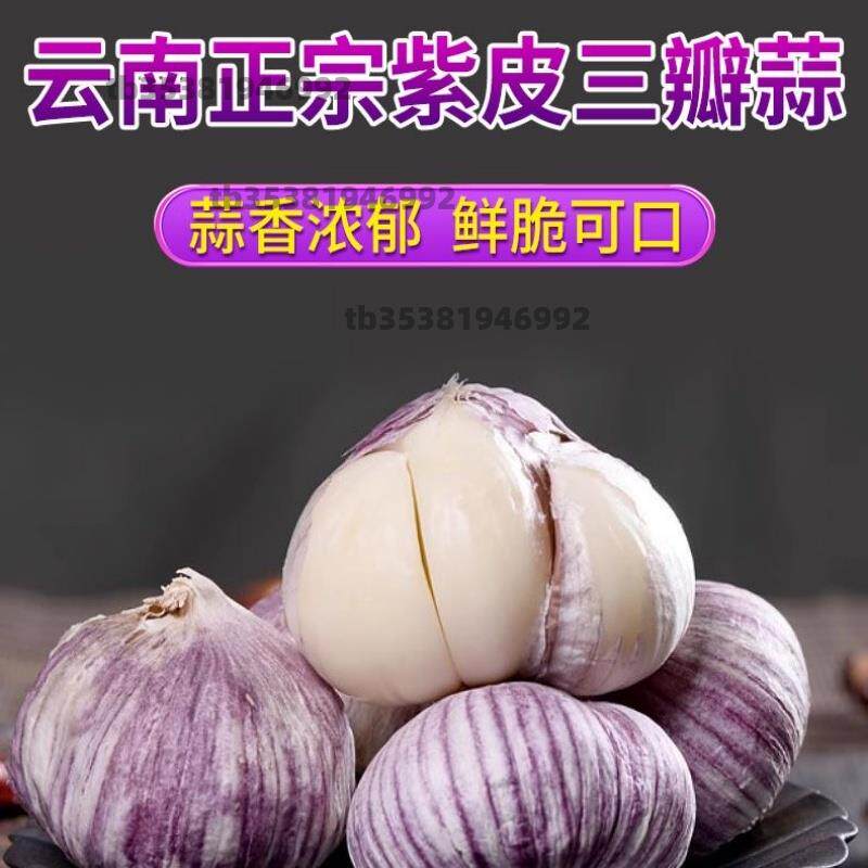 紫皮三丫蒜干蒜2026三瓣丫蒜大蒜新鲜蒜头红皮独头蔬菜批发特价