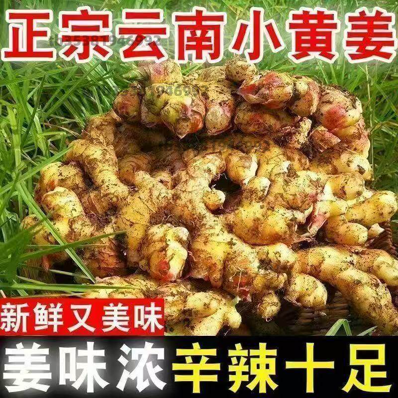 正宗云南小黄姜老姜老生姜黄姜子当年现挖新鲜姜带泥大姜五斤包