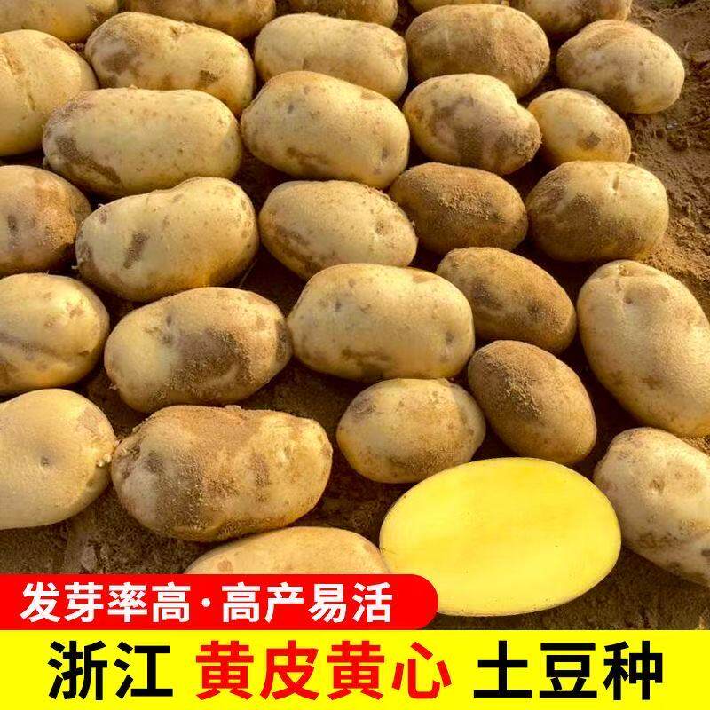 黄皮黄心红皮黄心秋土豆原种包邮老品种土豆种子发芽带芽发货
