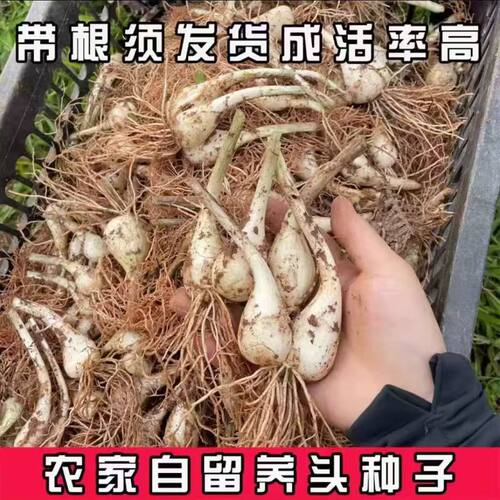 江西农家新鲜大蒜带根须发货成活率高大头菜散装特产