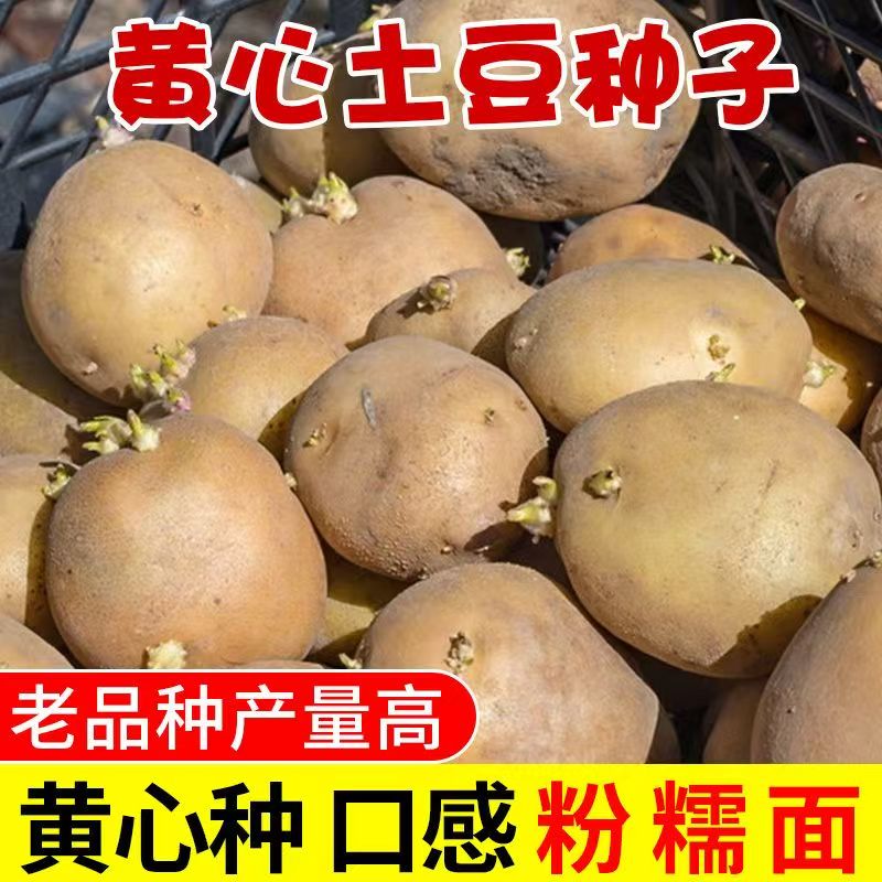 农家云南高产黄皮土豆子种洋芋高产农家云南黄皮马铃薯土豆种子