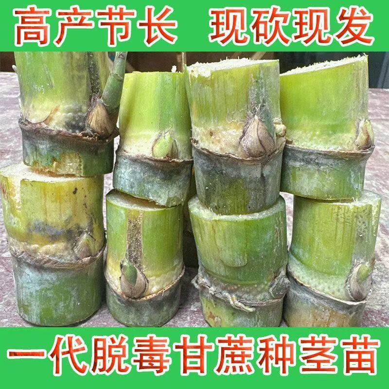 紫皮红皮甘蔗种苗正宗广西品种高产节长盆栽田间水果甘蔗秧苗