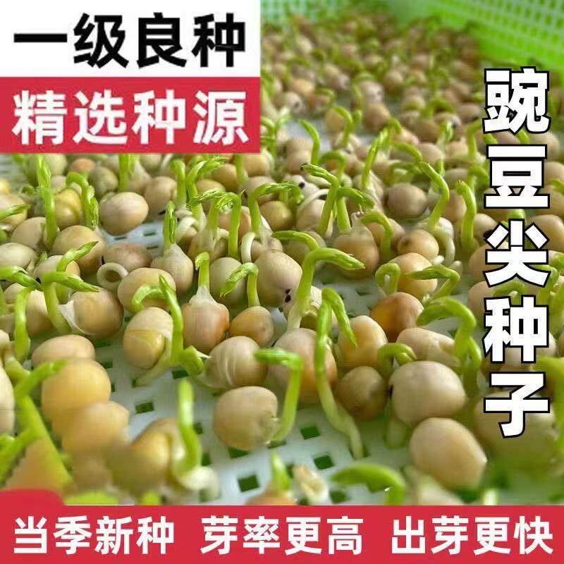 豌豆尖四季易种阳台盆栽芽苗菜秋冬季蔬菜种子豌豆苗种子