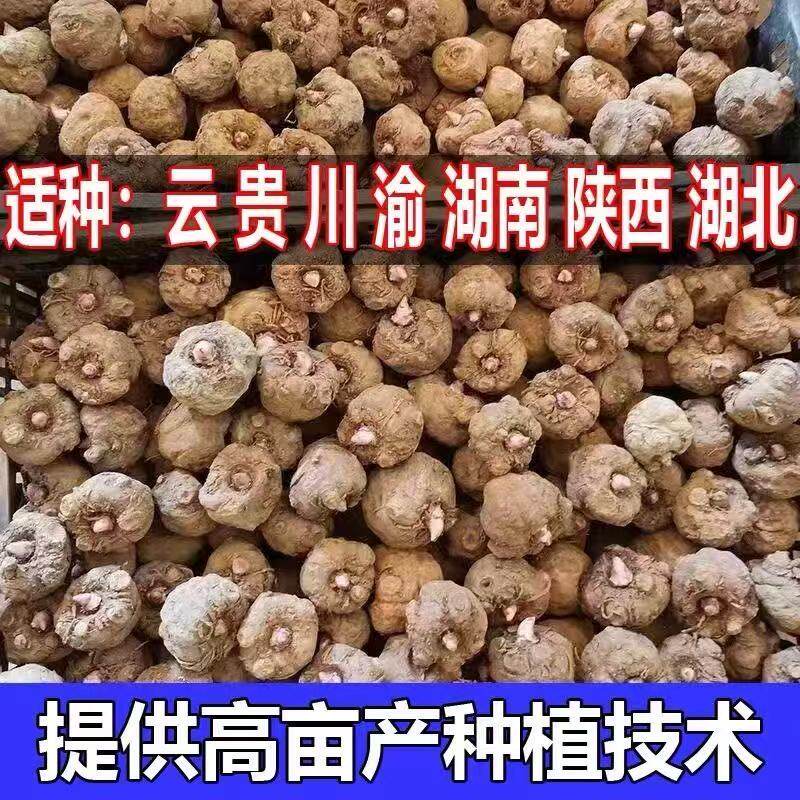 高产二代魔芋种籽花魔芋种子黑杆抗病云南基地直发脱水消毒种植