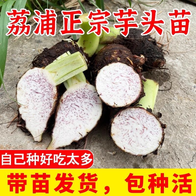 广西正宗荔浦新鲜芋头种植苗紫藤芋香芋槟榔芋毛芋蔬菜种育苗易种图片