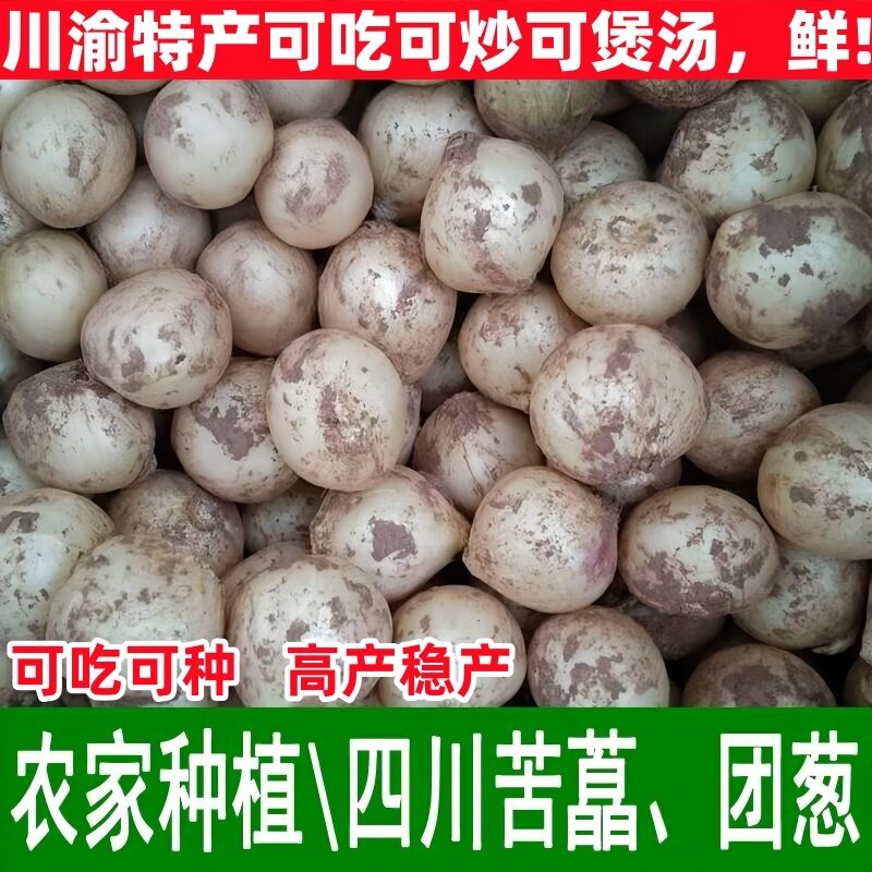 四川野生苦藠种子小根蒜团葱野葱头薤白农家直供新鲜包邮