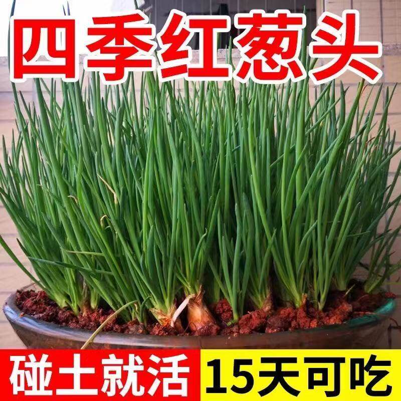 红葱头新鲜干葱头火小香葱子1斤10包邮广东农家现货可种做肠粉汁