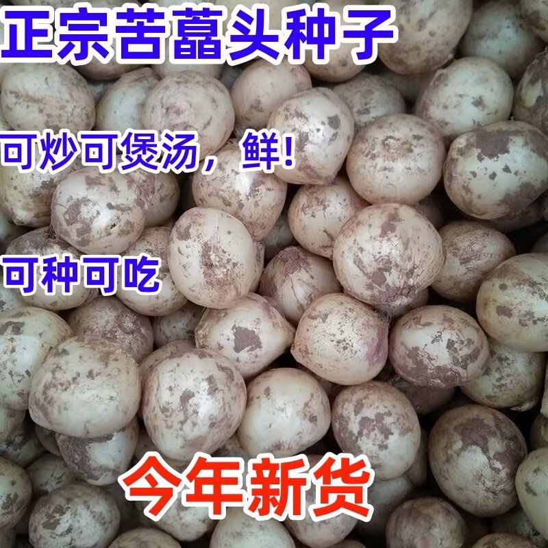 苦藠头种子新鲜团葱小蒜苦叫薤白腌制泡菜蔬菜种籽川渝特产
