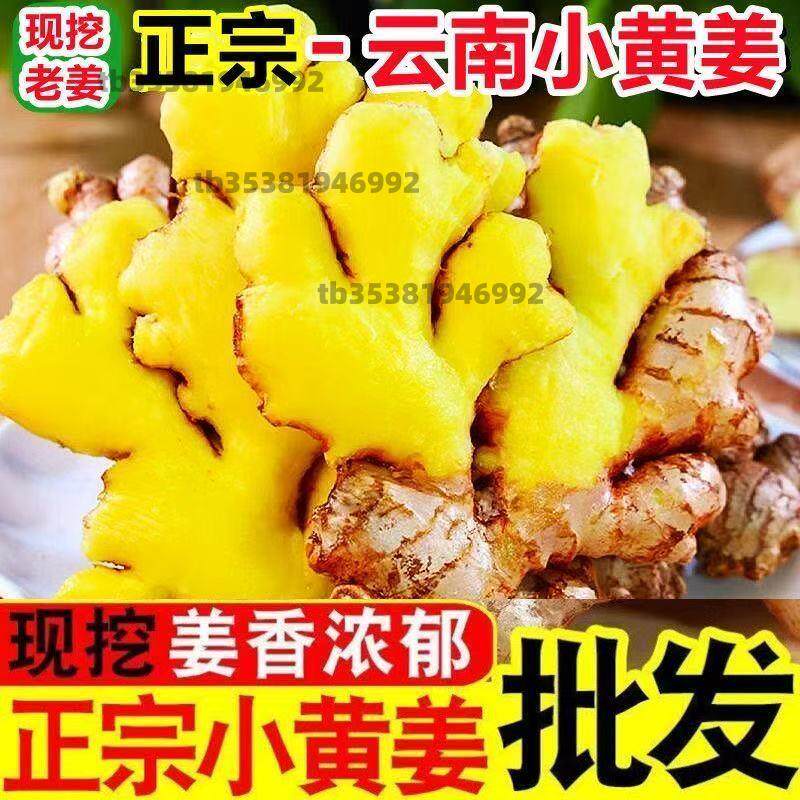 正宗云南小黄姜高山生姜月子姜老姜饭店专供辛辣十足十斤装包邮