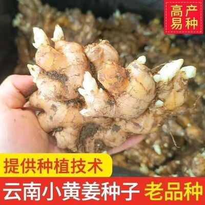 高产云南小黄姜种带芽生姜老姜大姜洋姜泥姜山东种籽种植秧苗